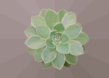 Faded Green Succulent