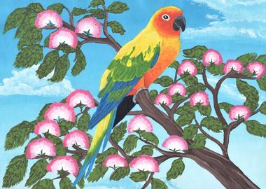 Sun Parakeet on Mimosa Tre