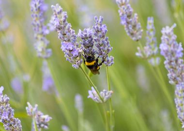 Insect on a flower