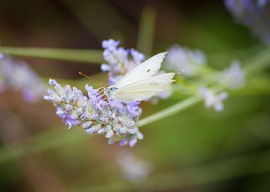 Insect on a flower