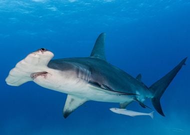 The great Hammerhead shark