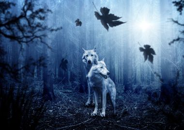 Wolf Wolves Animals Nature