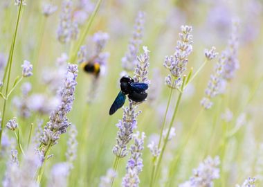 Insect on a flower