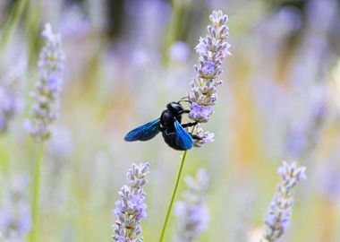 Insect on a flower