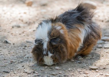 guinea pig in the farm