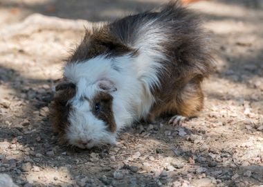 guinea pig in the farm