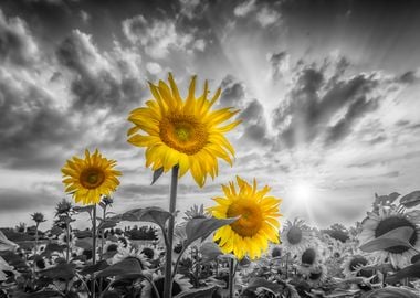 Yellow pop sunflowers