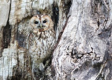 Animals Owl Camouflage