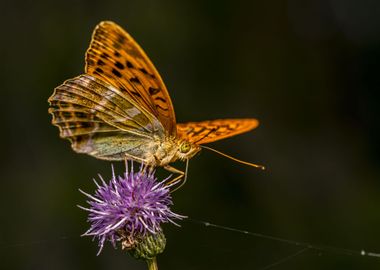 Butterfly on Purple