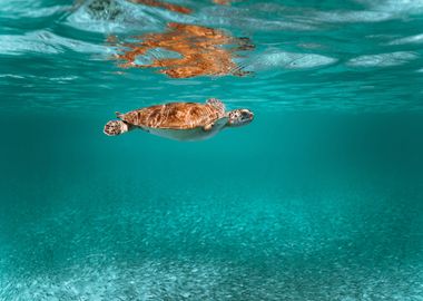 Sea Turtle underwater