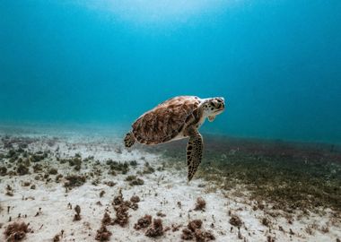 Sea Turtle underwater