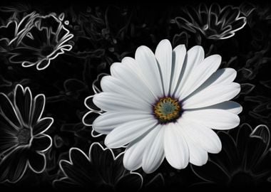 Daisies and shades of gray