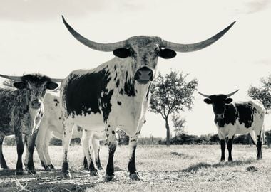 Texas Longhorns