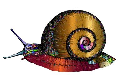 Colorful Snail Slug Animal