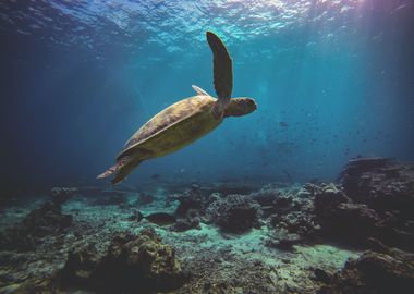 Sea Turtle underwater