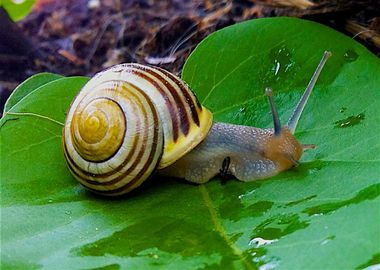 Snail at Leaf Nature