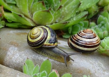 Snails at Leaves Nature