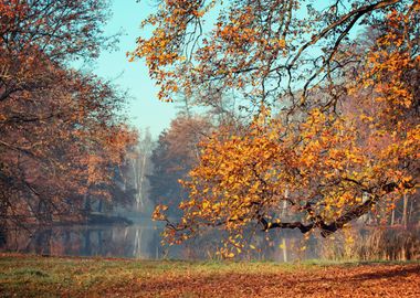 Autumn trees, park, Poland