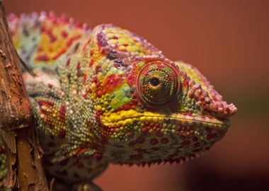 Chameleon Animals Reptile