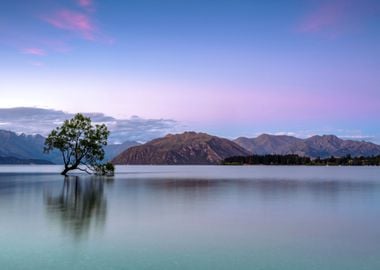 Lonely Tree in Water