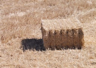 Bale of straw in the field