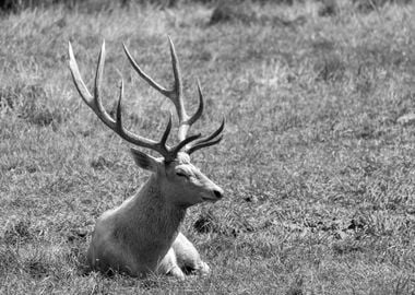 Portrait of Bactrian Deer