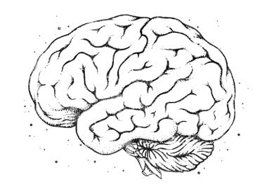 Brain Anatomy