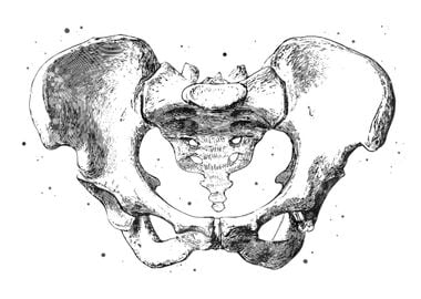 Pelvis Anatomy