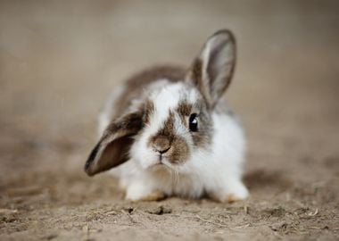 Cute Rabbit Bunny Animals