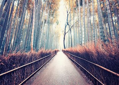 Bamboo Forest