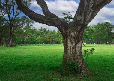 Tree on green grass