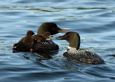 Loon family with newborn