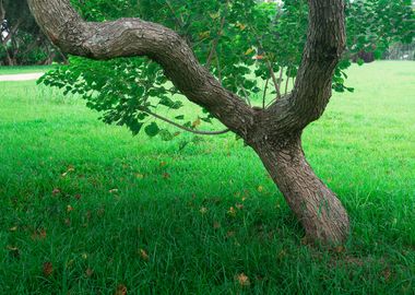 Tree on green grass