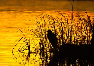 Heron Silhouette