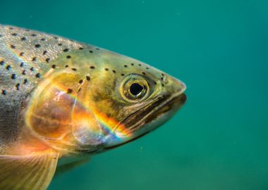 Trout Portrait