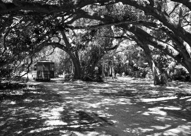 Trolley in the Shade