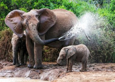 Elephants