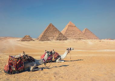 Camels In Giza