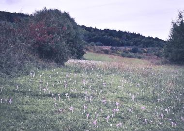 Autumn prairie in bloom