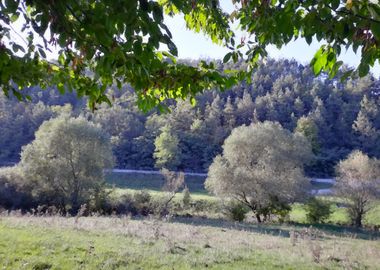 Forest view in september