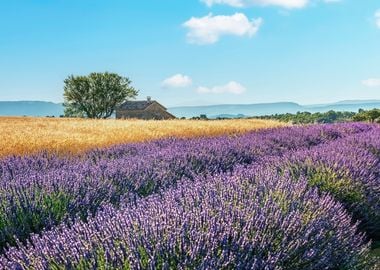 French Countryside