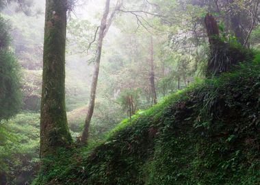 Misty Forest