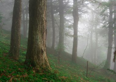 Misty Forest