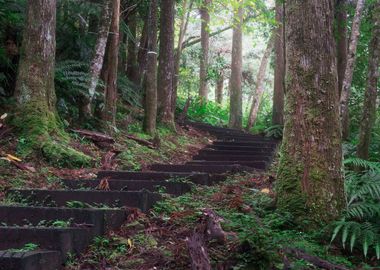 Ecological Trail Stairs