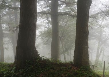 Misty Forest