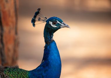 Colorful peacocks, Greece