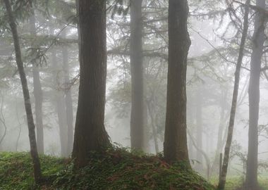 Misty Forest