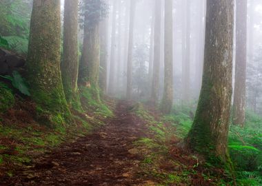 Misty Forest