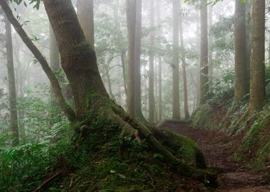 Misty Forest