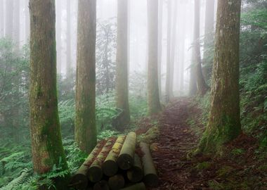 Misty Forest